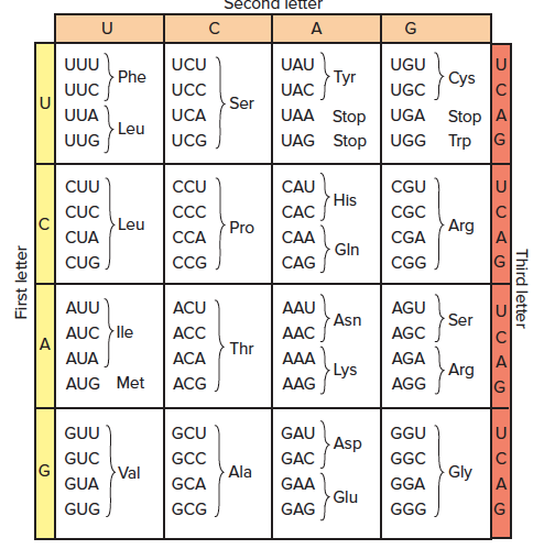 Solved What is the anticodon sequence of a nonsense | Chegg.com