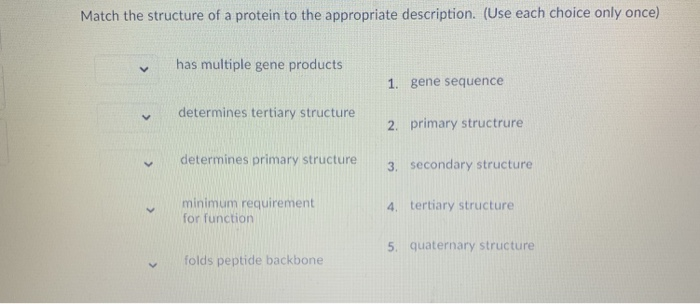 Solved Match The Structure Of A Protein To The Appropriate | Chegg.com