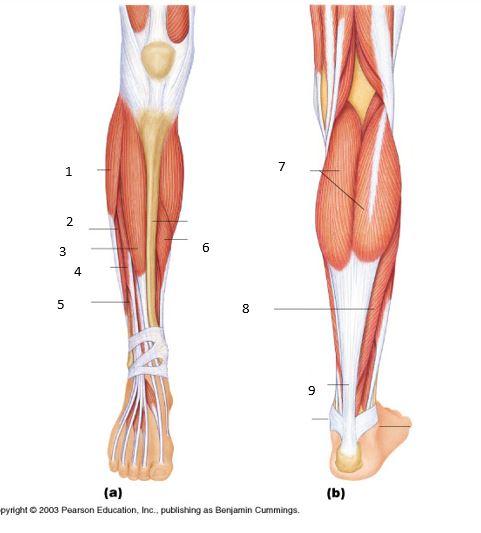 anterior leg muscles unlabeled