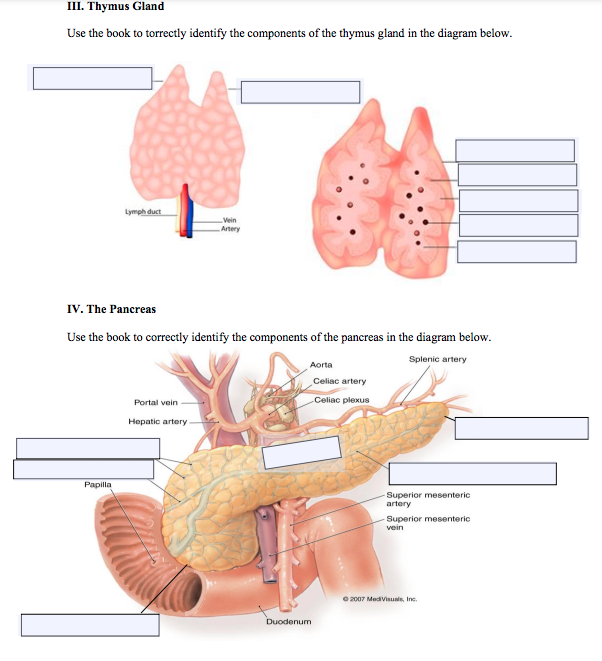 thymus gland anatomy
