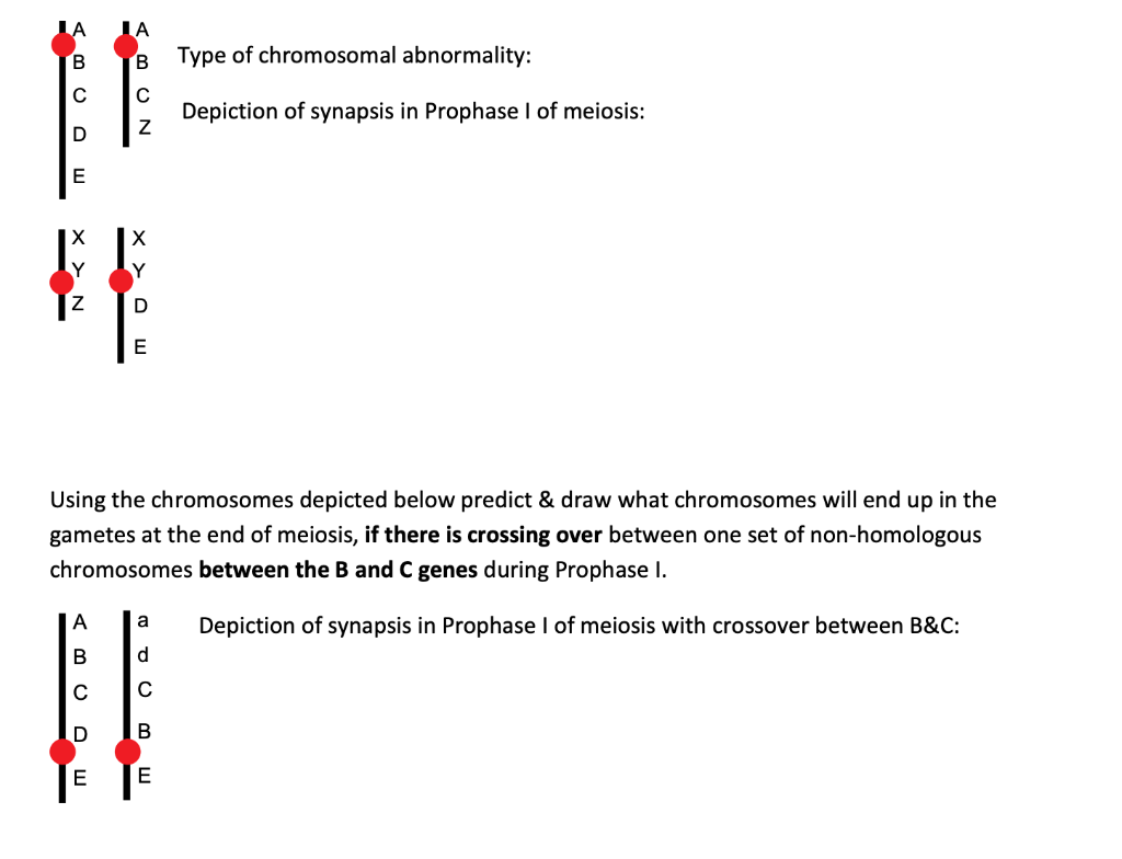 Solved For each of the chromosome depictions below, state | Chegg.com