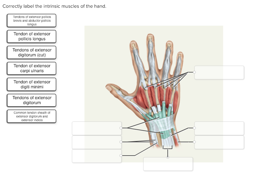 hand extensor compartments