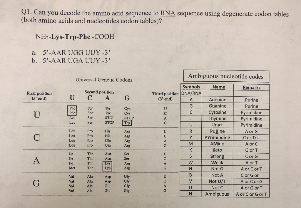 Solved Q1. Can you decode the amino acid sequence to RNA | Chegg.com