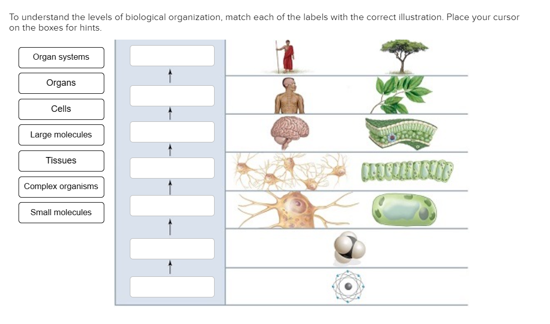 Solved Label the image below to review the flow of energy