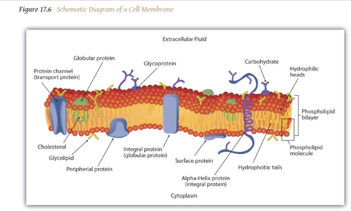 The plasma membrane is said to be a “bilayer” because | Chegg.com