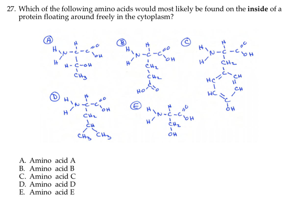 Solved 27. Which of the following amino acids would most | Chegg.com