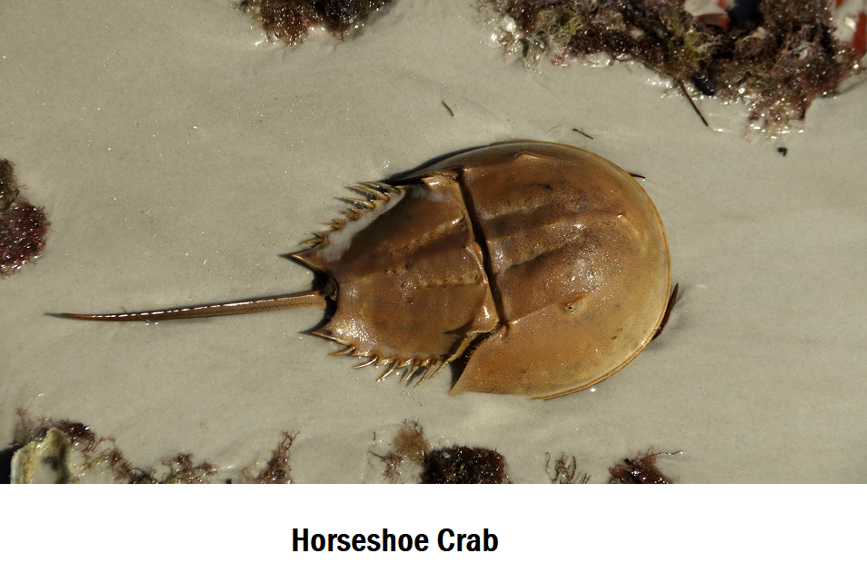 DI Horseshoe Crab