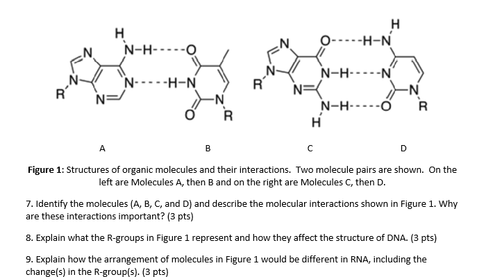 Solved H N H 0 H O H N N N N H N R R N Ne N R Chegg Com