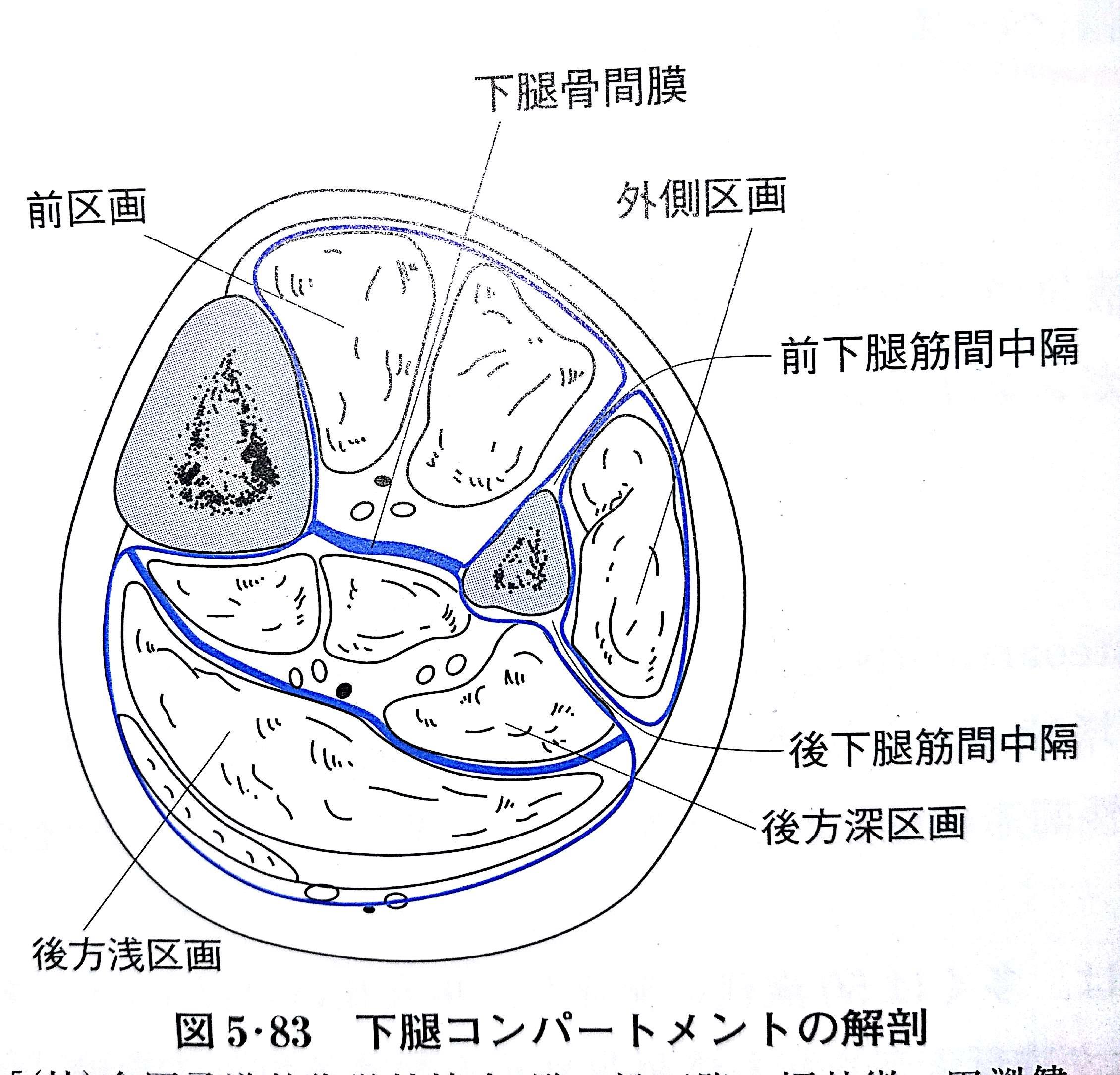 下肢の軟損 Flashcards Chegg Com