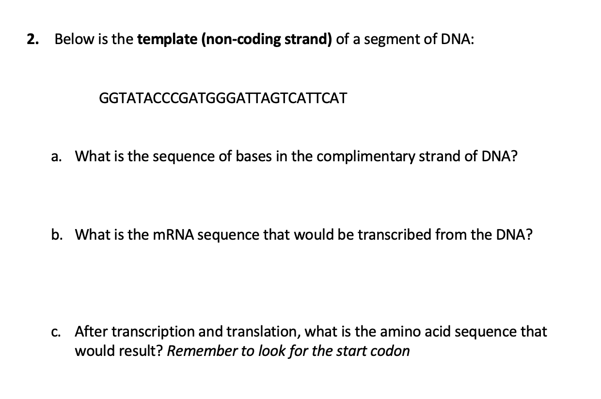 Solved 2. Below is the template (non-coding strand) of a | Chegg.com