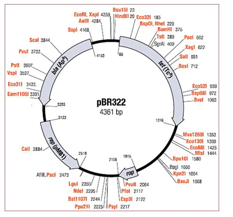 solved-8-the-plasmid-pbr322-size-4361-bp-was-used-in-chegg