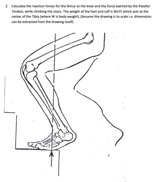 2. Calculate the reaction forces for the femur at the | Chegg.com