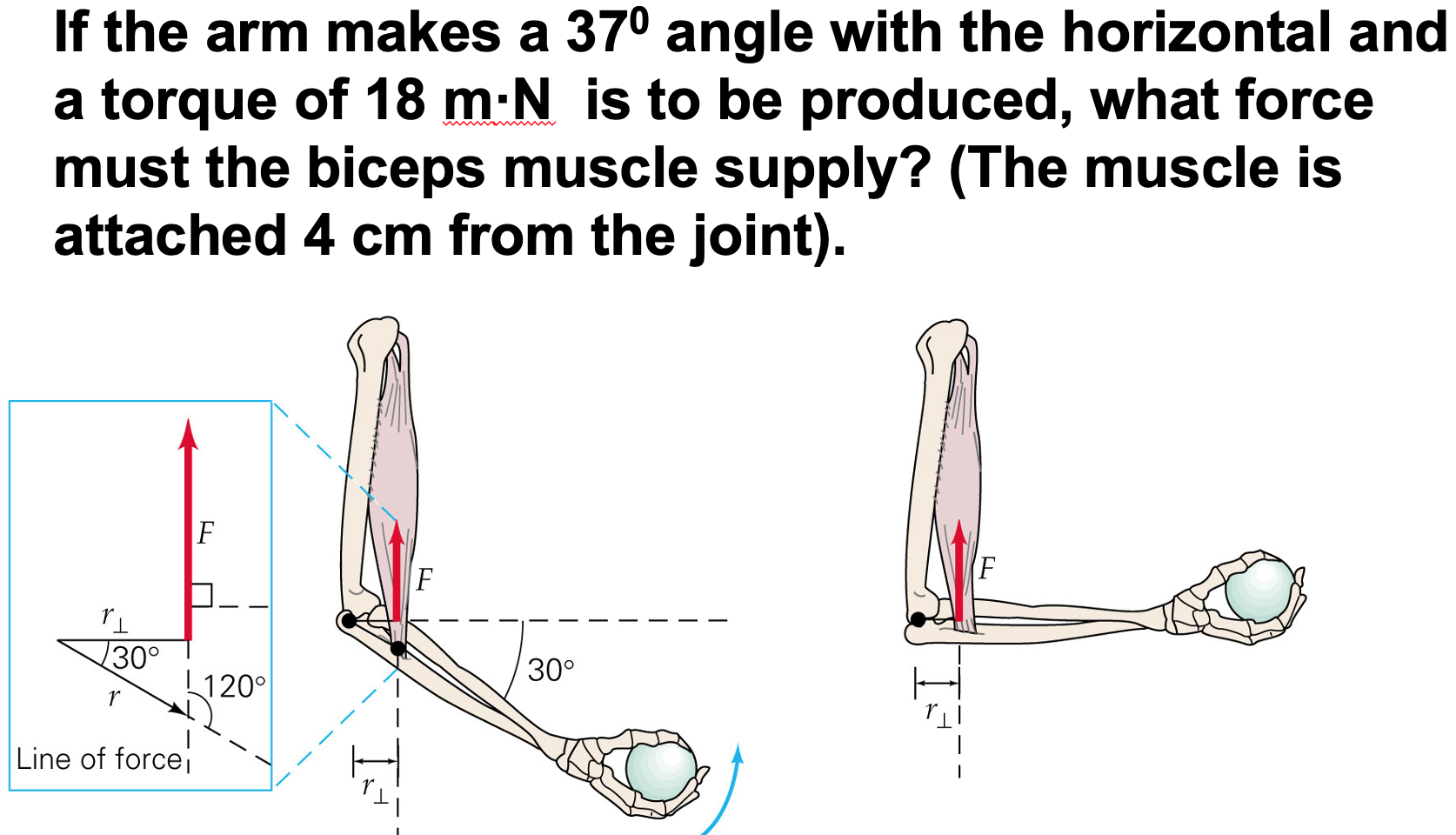 Solved If the arm makes a 37° angle with the horizontal and | Chegg.com