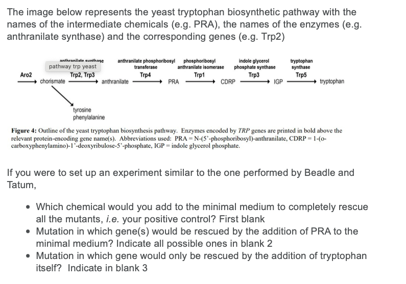 Solved The image below represents the yeast tryptophan | Chegg.com