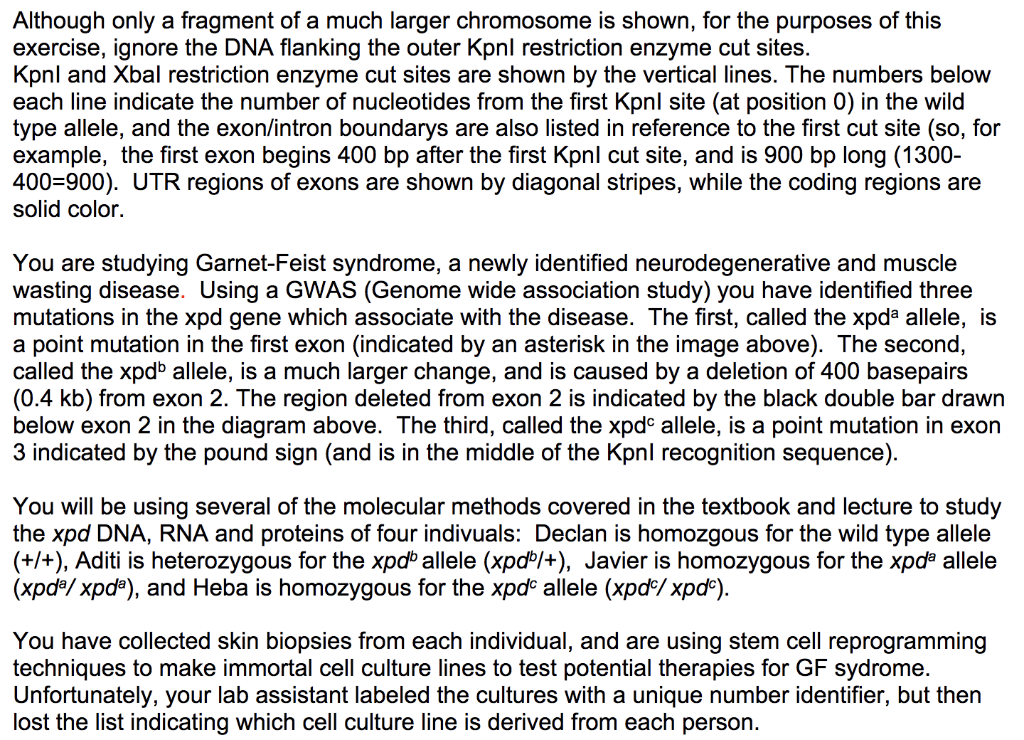 Kpnl Xbal (0) 150 Xbal 1100 Kpnl Xbal 2000 2100 Xbal | Chegg.com