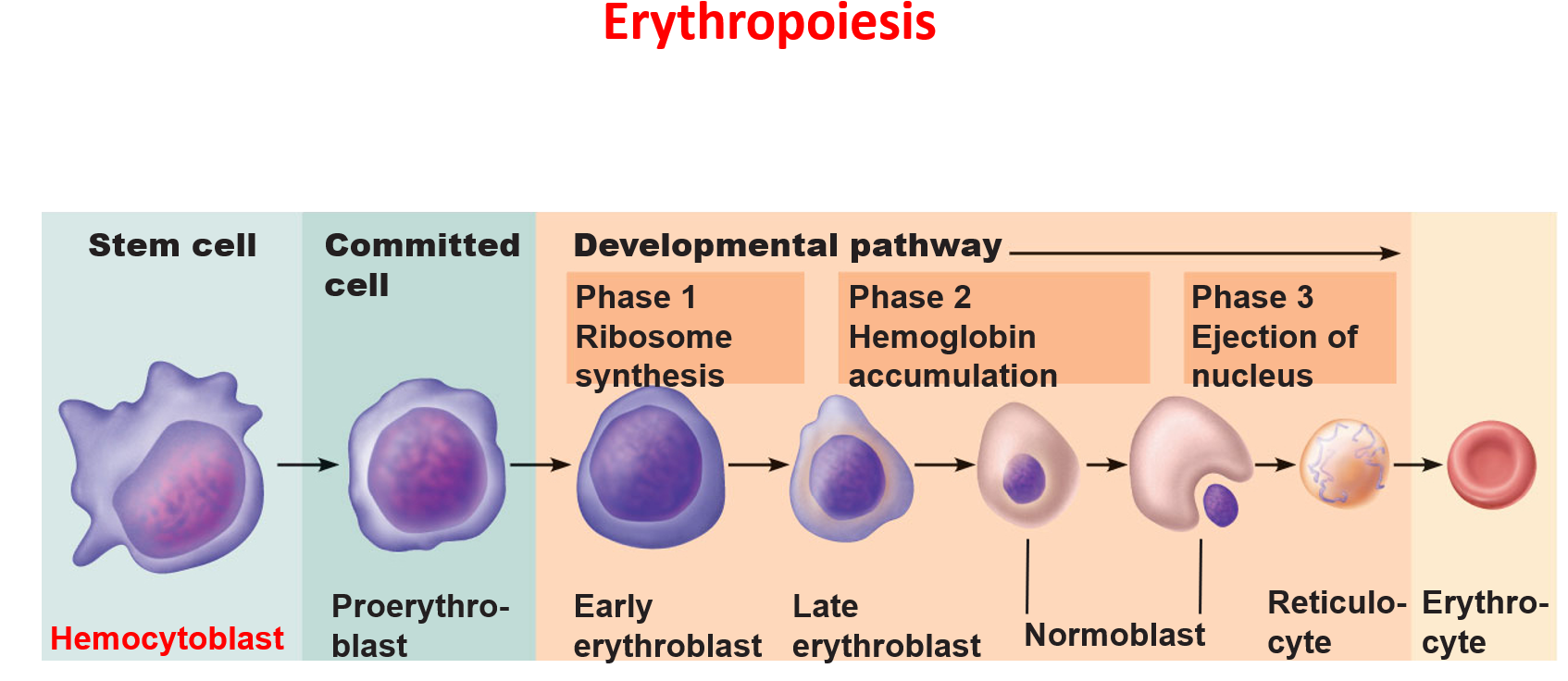 erythropoiesis
