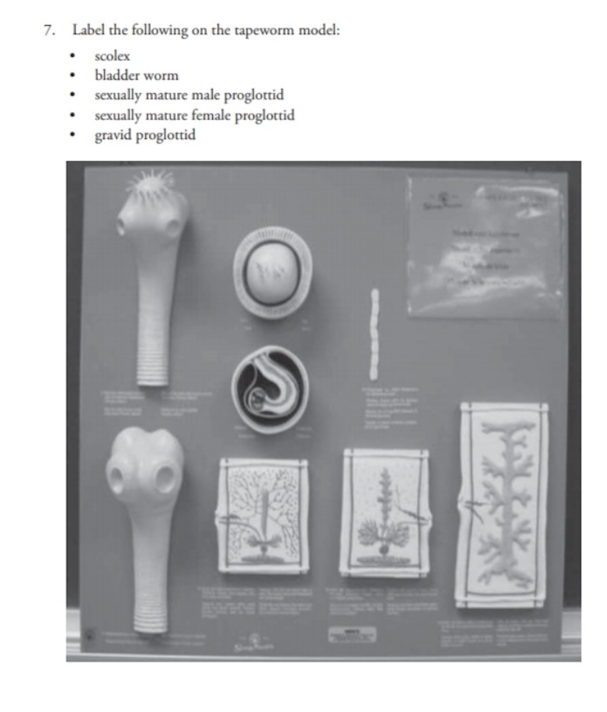 Solved 7. Label the following on the tapeworm model scolex