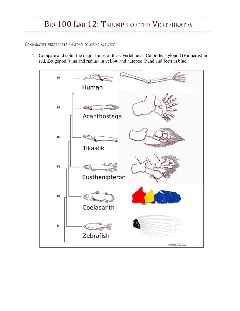 BIO 100 LAB 12: TRIUMPH OF THE VERTEBRATES
COMPARATIVE VERTEBRATE ANATOMY COLORING ACTIVITY:
1. Compare and color the major l
