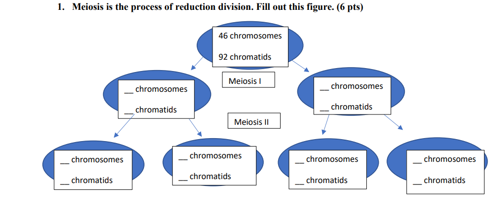 Solved 1. Meiosis is the process of reduction division. Fill Biology Diagrams