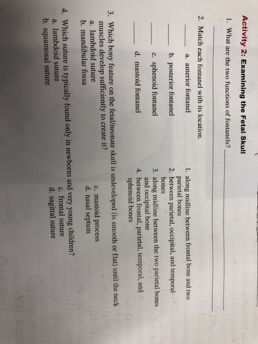 Solved Activity 2: Examining the Fetal Skull 1. What are the | Chegg.com