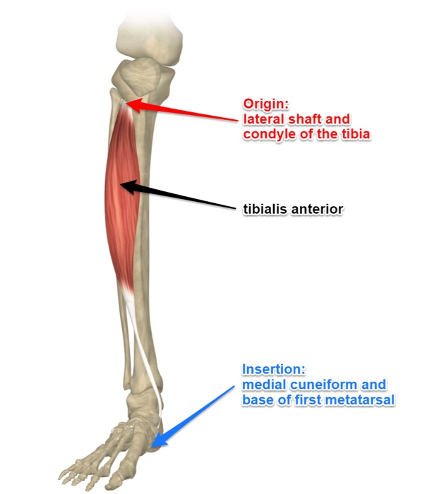 Posterior Tibia Function Tibialis Posterior Origin And Insertion