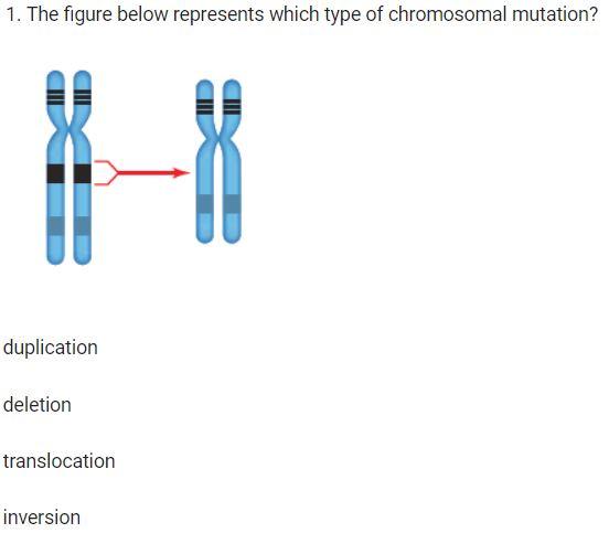 chromosomale Duplikation