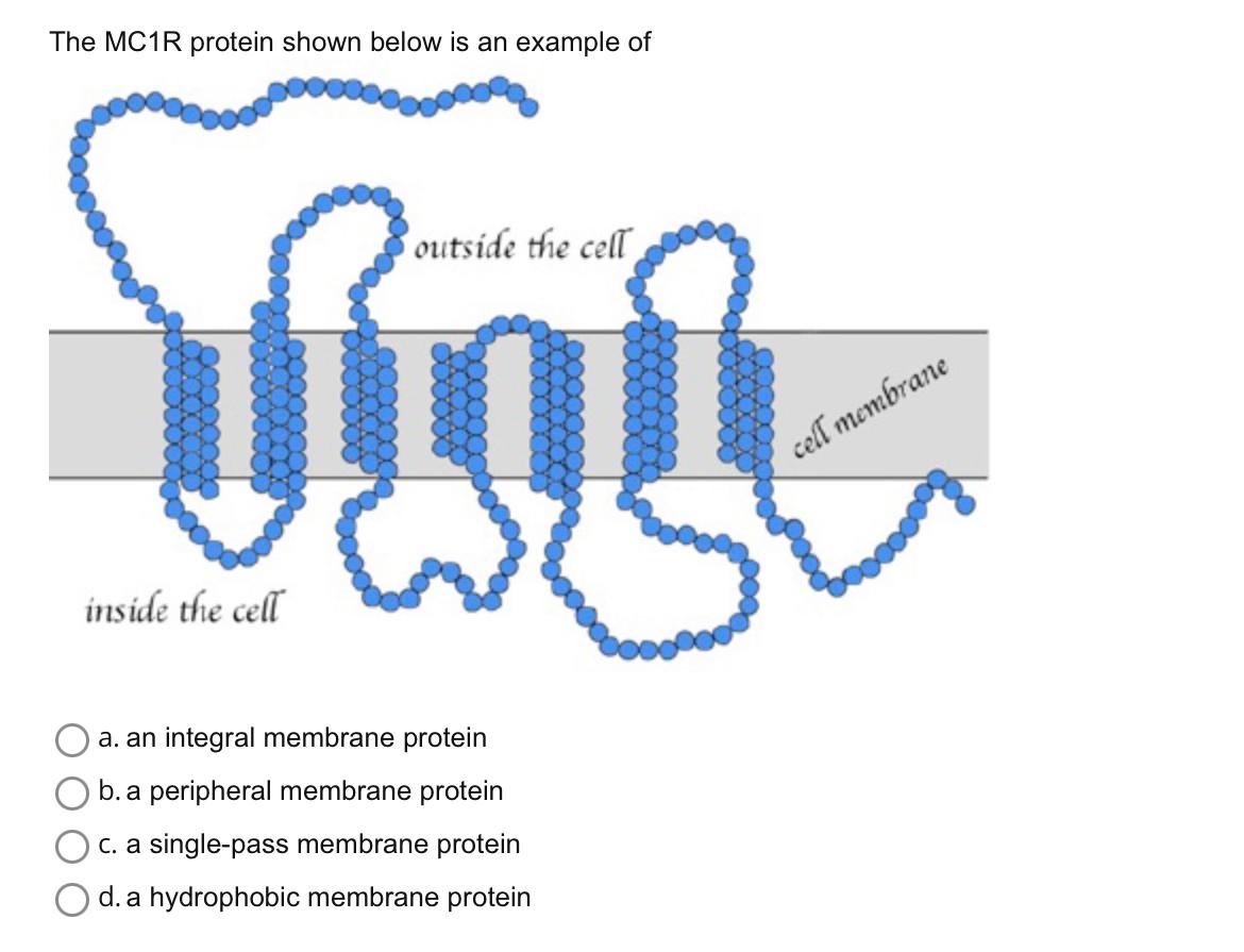 Solved The Mc1r Protein Shown Below Is An Example Of A An