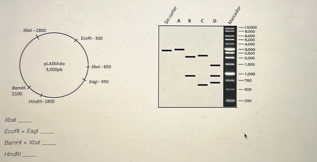 Solved The map shows a 3000 bp plasmid and restriction sites | Chegg.com