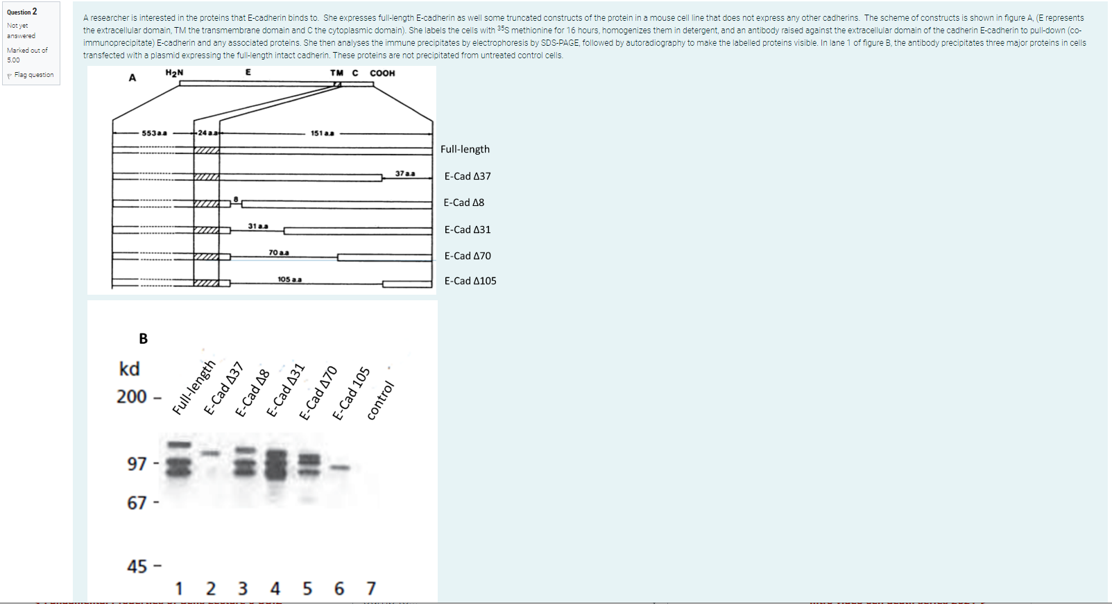 Solved A) Which protein bands in the autoradiograph ( Figure