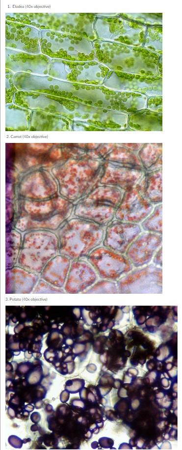 Solved Draw a single cell for each of the three different | Chegg.com