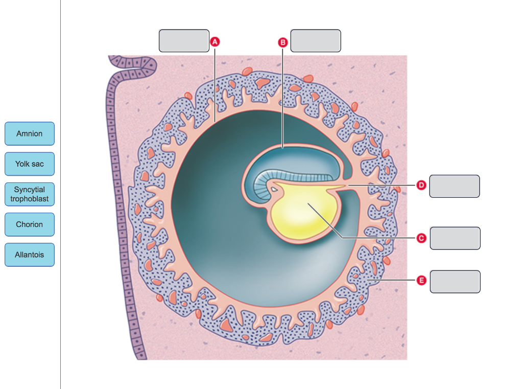 Solved By three weeks, the embryo has just started to