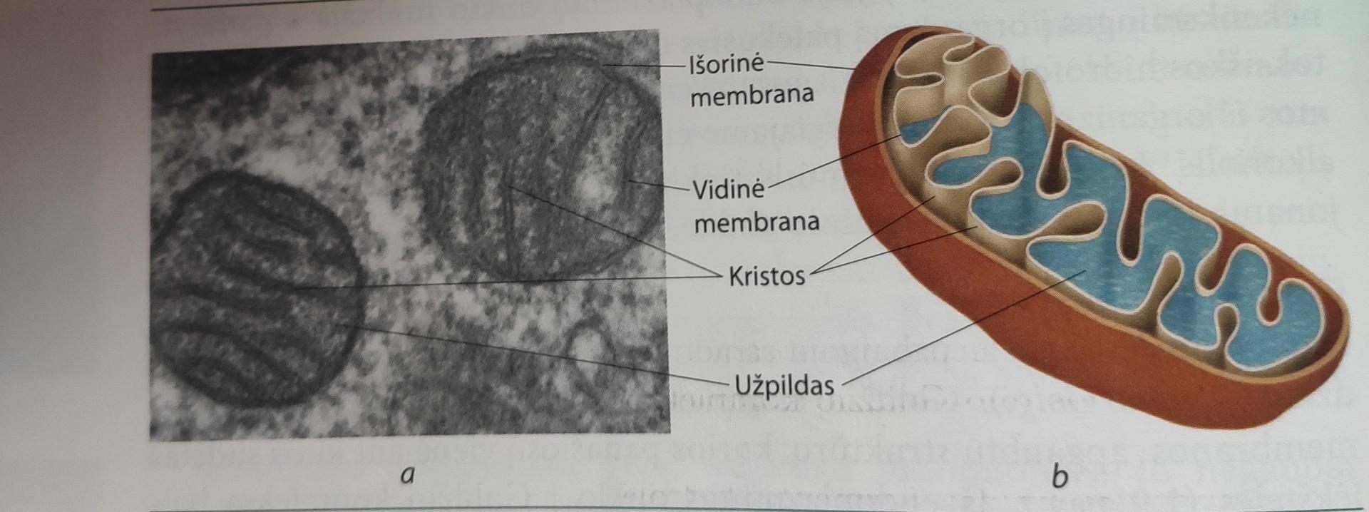 Bio Lastelės Skirtumai Audiniai Flashcards Chegg Com