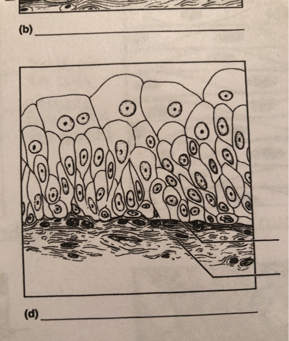 Solved or Review 22 Label the tissue types illustrated here | Chegg.com