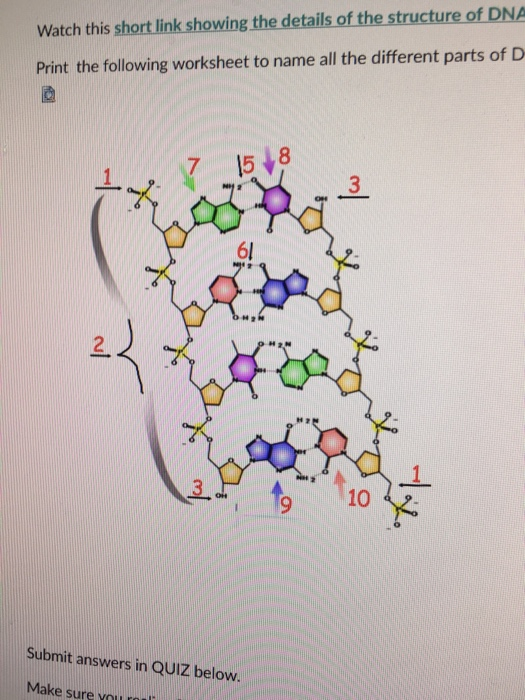 Solving The Structure Of Dna Worksheet Answers - Nidecmege