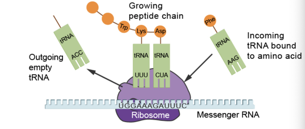 Solved The image shows a depiction of translation occurring | Chegg.com