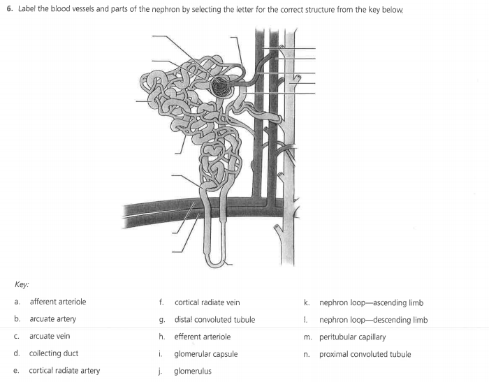 32 Label The Parts Of The Nephron - Labels For Your Ideas