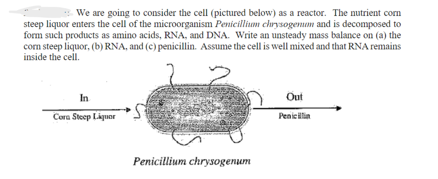 penicillium chrysogenum diagram