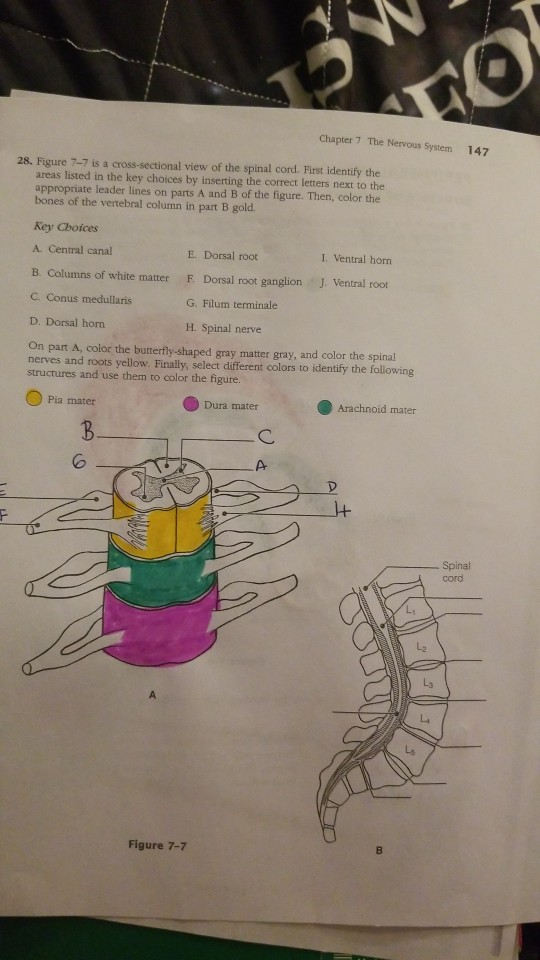 Solved Chapter 7 The Nervous System 147 28. Figure 7-7 is a | Chegg.com