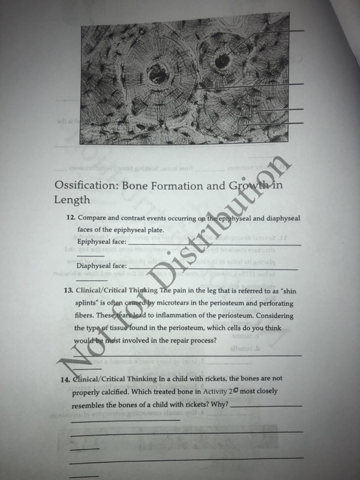 Solved: Review Sheet: Exercise 8 Overview Of The Skeleton:... | Chegg.com