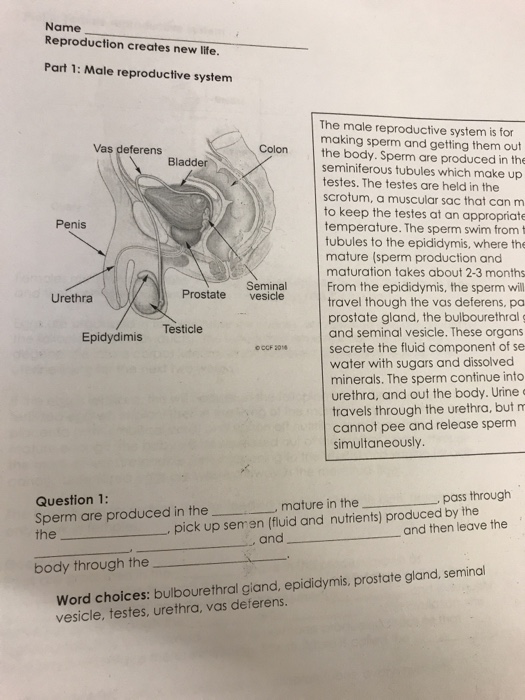 Solved Name Reproduction creates new life. Part 1: Male | Chegg.com