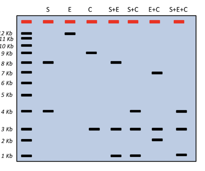 A Circular Plasmid Gives The Illustrated Pattern Of Chegg Com