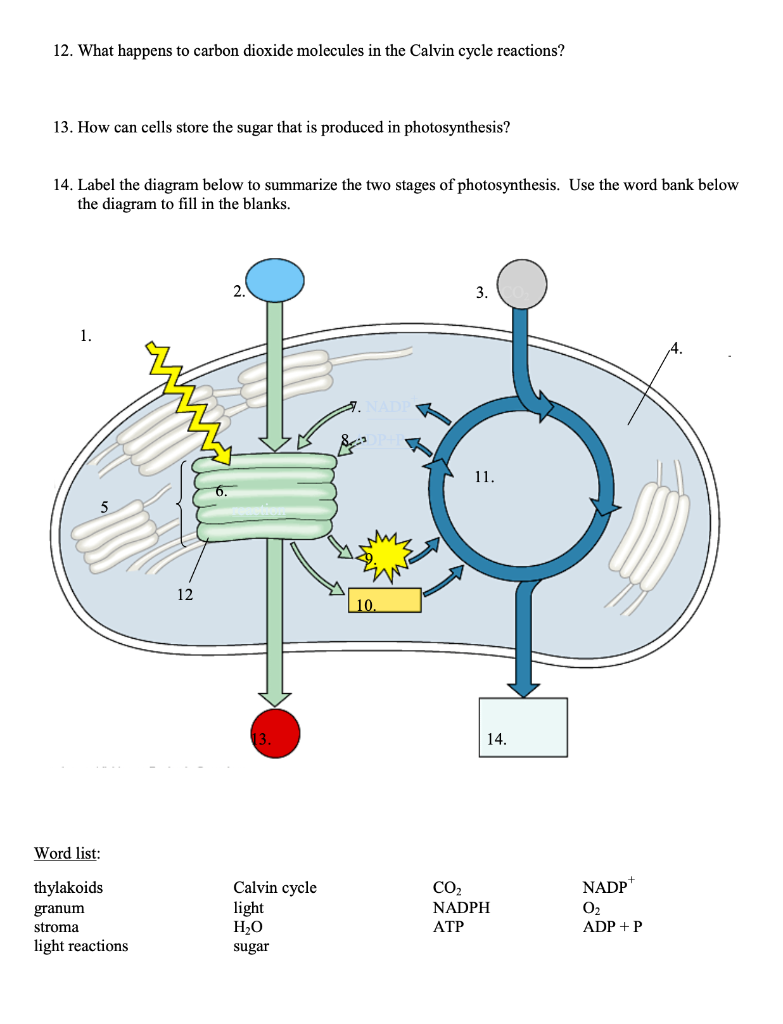 photosynthesis equation in word form