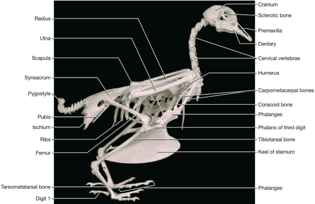 lizard skeleton diagram