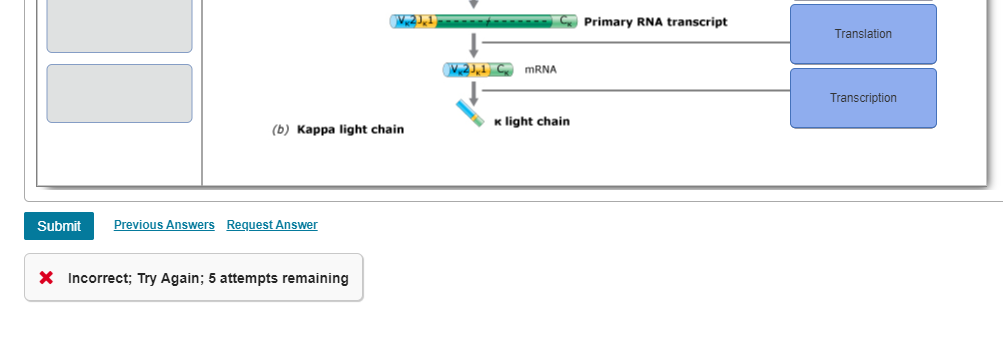 Solved 2.1 Primary RNA transcript Translation 23.1 Ce mRNA | Chegg.com