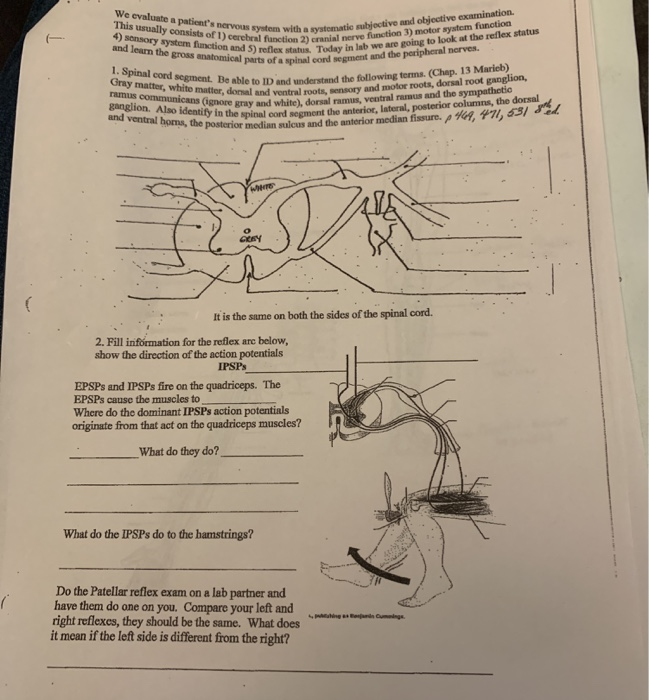 What Does Ventral Mean In Anatomy Anatomy Book