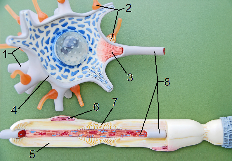 Solved Identify the parts of a neuron on the model. 1 | Chegg.com