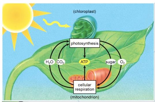 Solved If a plant is placed in a closed room where | Chegg.com