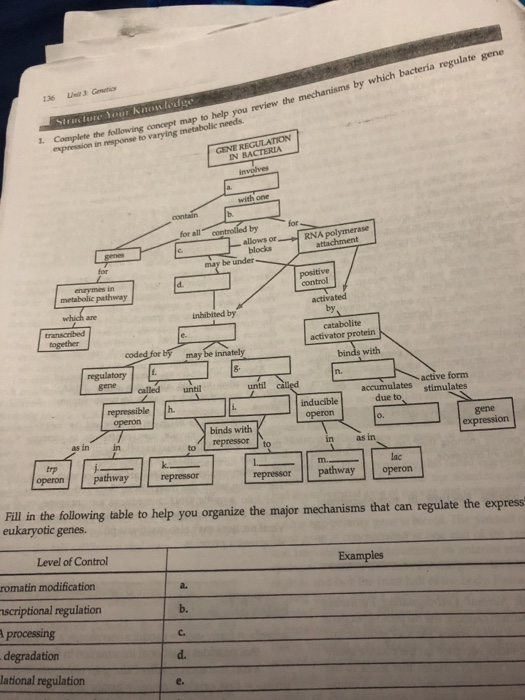 Regulation Of Gene Expression Concept Map