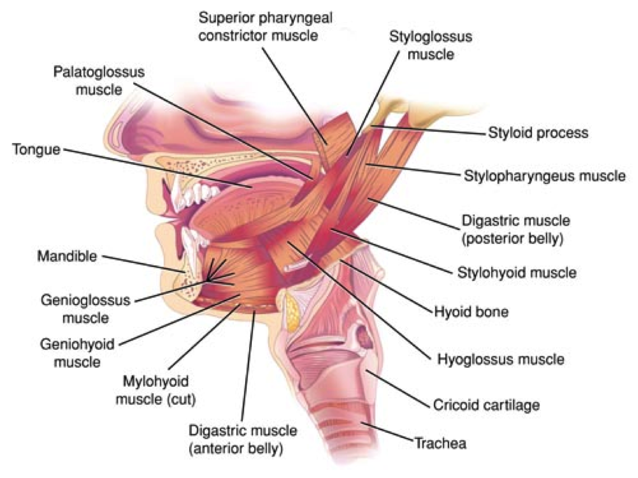 styloglossus muscle