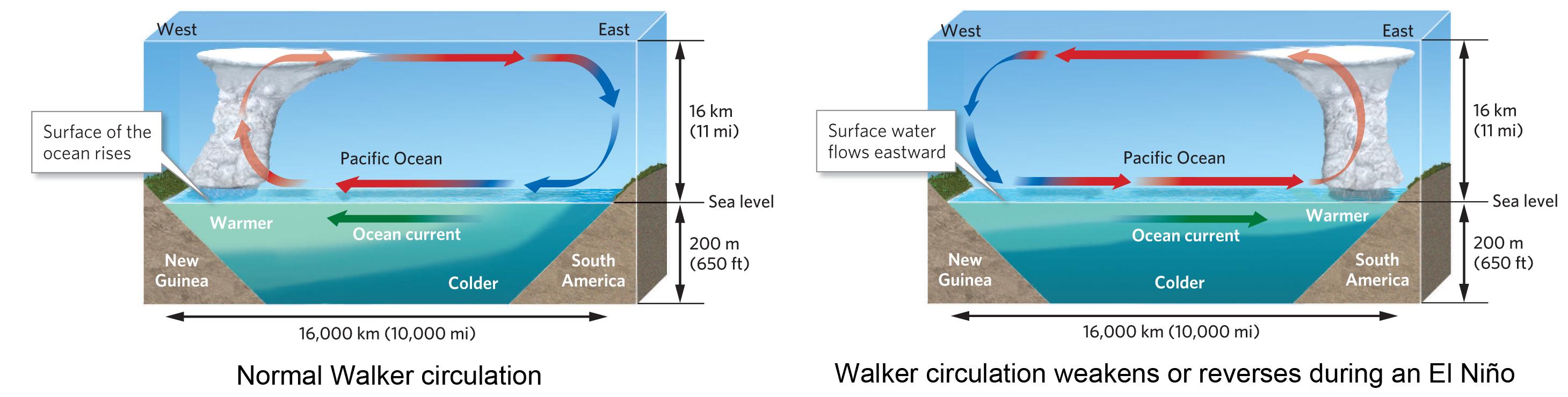 Solved The graphics illustrate normal Walker circulation, 